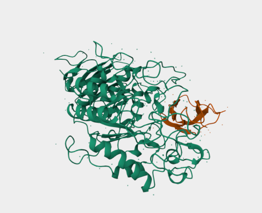 Anti-Pancreatic alpha-amylase 