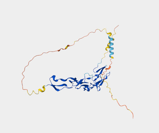 Anti-OX40/CD134 [OX86](MABL-34