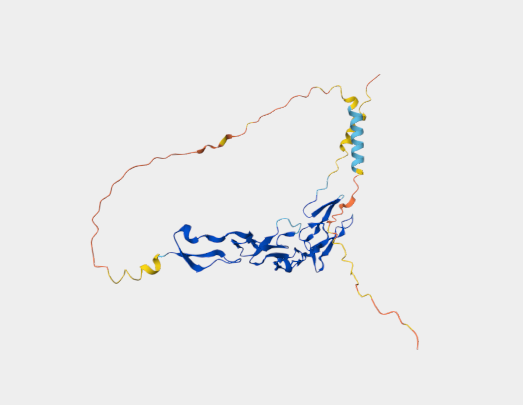 Anti-OX40/CD134 [OX86](MABL-3489)
