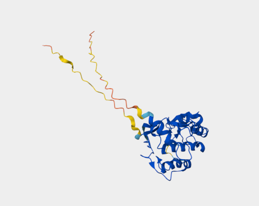 Anti-Folate receptor beta [CL1