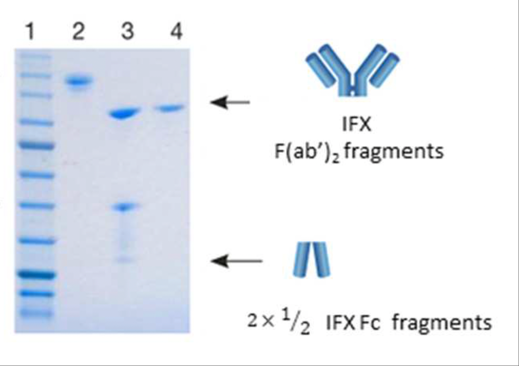 F(ab')2 Preparation Kit