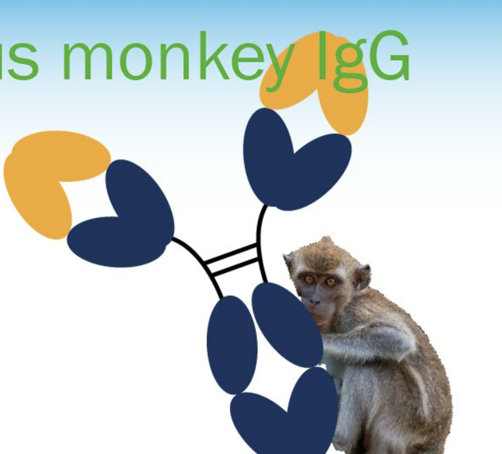 Biotin Mouse Anti-Monkey IgG m