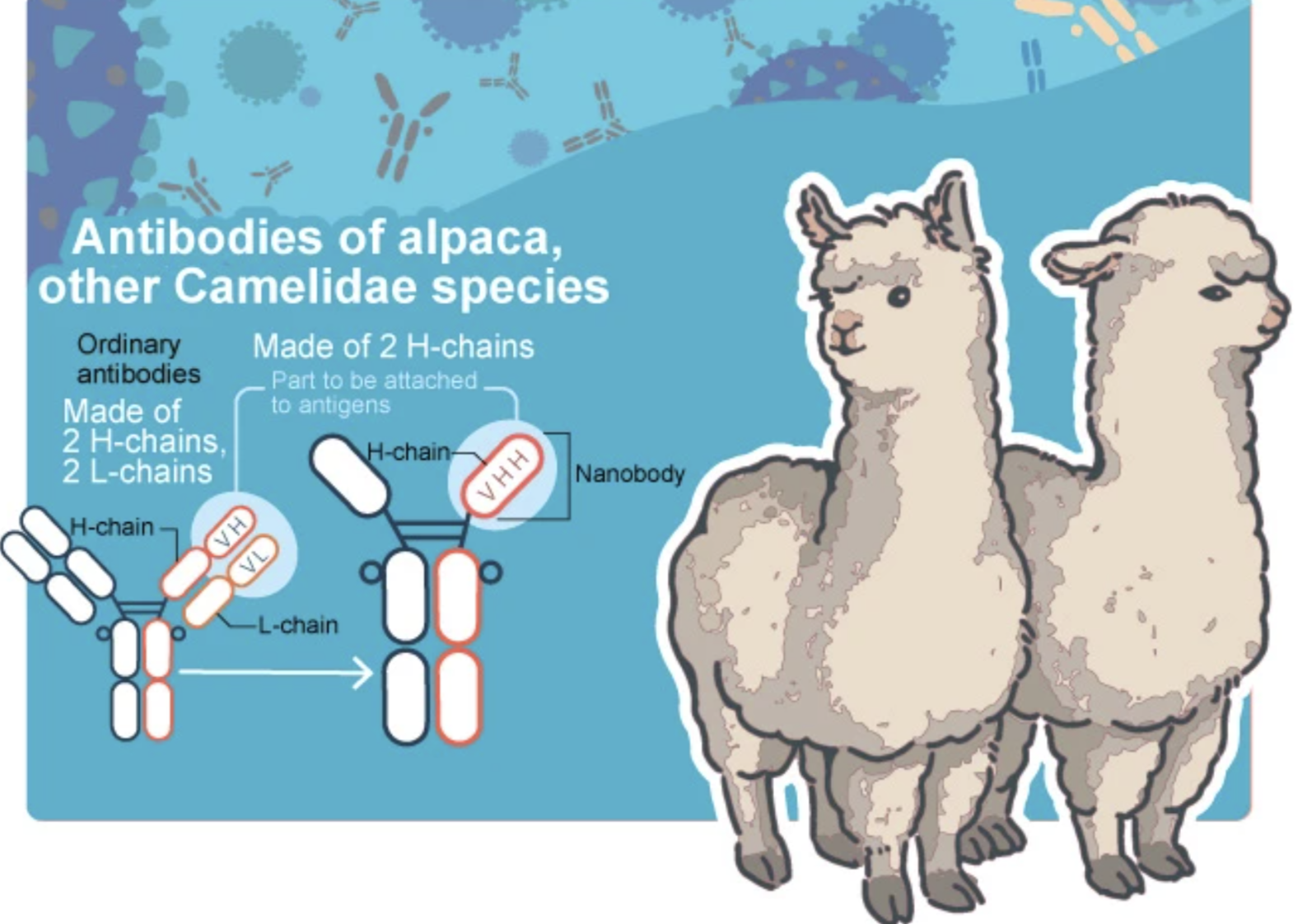 Biotin Goat Anti-Alpaca IgG pA