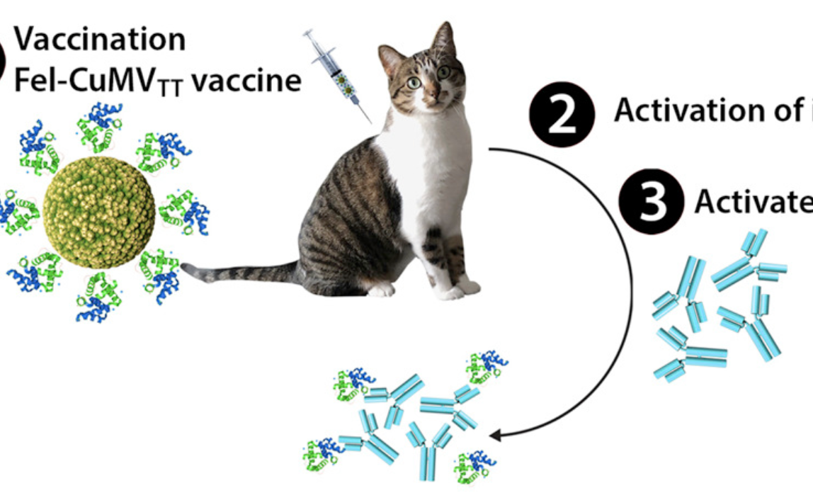 Biotin Mouse Anti-Cat IgG mAbs