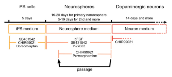 诱导iPS细胞分化为多巴胺能神经元检测