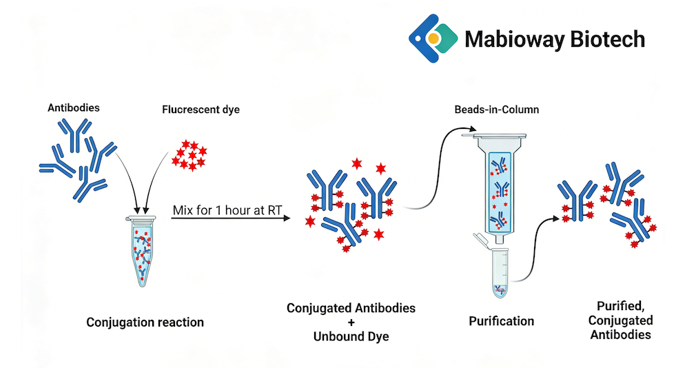 mFluor Violet 450 Conjugation 