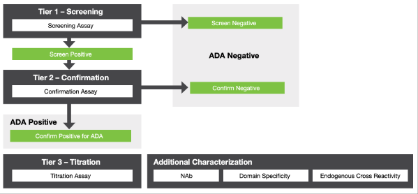 阳性对照抗体-抗药物检测方法开发 (ADA) MAT-0020